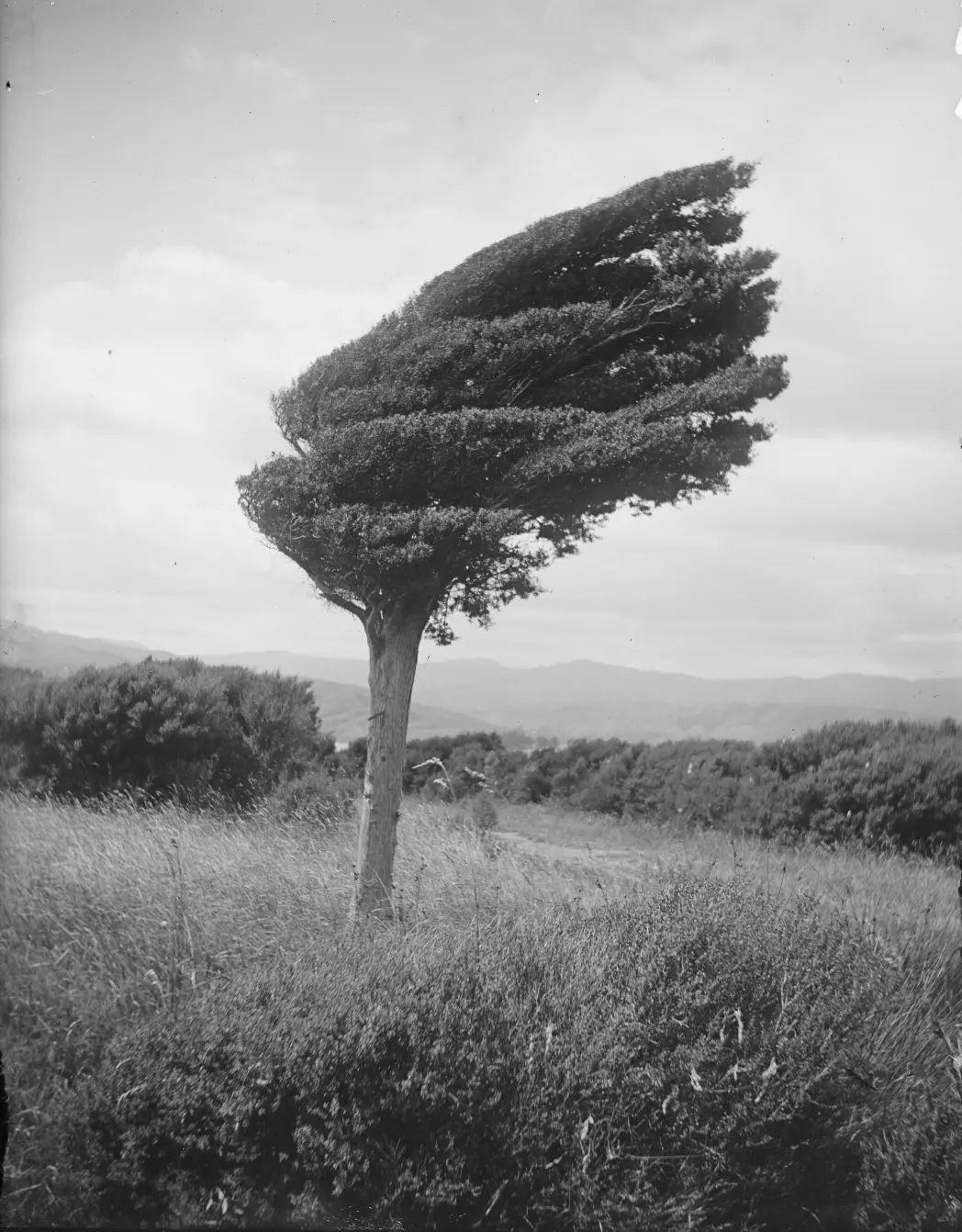 Small totara tree on ridge above Long Point